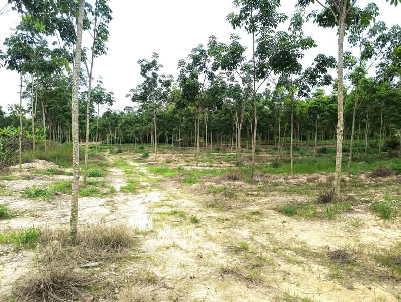 ที่ดินวังจันทร์ ระยอง, Rayong, Plong Ta Iam, Wang Chan, Rayong, , 10,768 sqm, Land For Sale, by The Best Property แบงค์, 500394458 - DDproperty.com