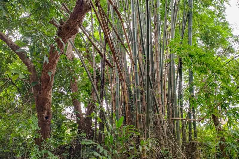 ที่ดินพร้อมวิลล่า ณ ต.น้ำแพร่ อ.หางดง จ.เชียงใหม่, เชียงใหม่, น้ำแพร่, หางดง, เชียงใหม่, 3,464 ตร.ม., ที่ดิน ขาย, โดย เอลียาห์ ริดจ์ลี่ย์, 500397050 - DDproperty.com