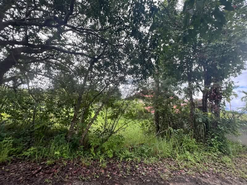 ที่ดินแม่ริม เชียงใหม่, Chiang Mai, Huai Sai, Mae Rim, Chiang Mai, , 1,596 sqm, Land For Sale, by The Best Property  เล็ก, 500397170 - DDproperty.com