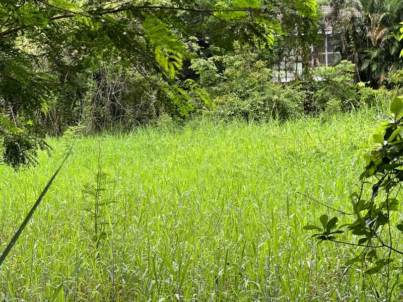 ที่ดินแม่ริม เชียงใหม่, Chiang Mai, Huai Sai, Mae Rim, Chiang Mai, , 1,596 sqm, Land For Sale, by The Best Property  เล็ก, 500397170 - DDproperty.com