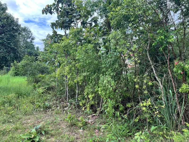 ที่ดินแม่ริม เชียงใหม่, Chiang Mai, Huai Sai, Mae Rim, Chiang Mai, , 1,596 sqm, Land For Sale, by The Best Property  เล็ก, 500397170 - DDproperty.com