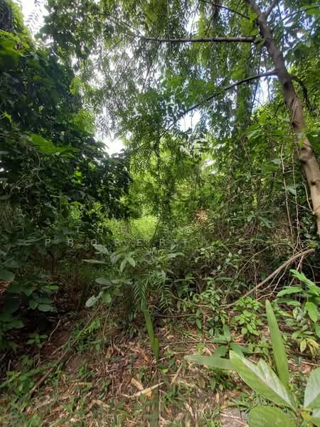 ที่ดินดงละคร นครนายก, Nakhon Nayok, Dong Lakhon, Muang Nakhon Nayok, Nakhon Nayok, , 4,800 sqm, Land For Sale, by The Best Property Agent รัตน์, 500397185 - DDproperty.com