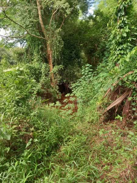 ที่ดินดงละคร นครนายก, Nakhon Nayok, Dong Lakhon, Muang Nakhon Nayok, Nakhon Nayok, , 4,800 sqm, Land For Sale, by The Best Property Agent รัตน์, 500397185 - DDproperty.com