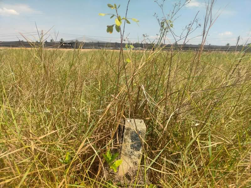 ที่ดินบางน้ำเปรี้ยว ฉะเชิงเทรา, Chachoengsao, Monthong, Bang Nam Prieo, Chachoengsao, , 304 sqm, Land For Sale, by The Best Property Agent ซายน์, 500397237 - DDproperty.com