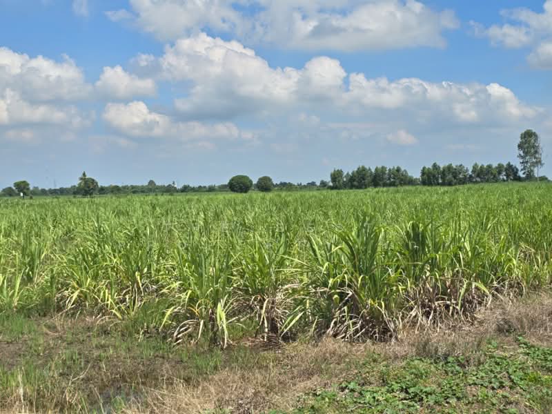 ที่ดินแสวงหา อ่างทอง, Ang Thong, Wang Nam Yen, Sawaeng Ha, Ang Thong, , 33,448 sqm, Land For Sale, by The Best Property นก, 500397634 - DDproperty.com