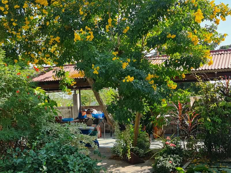 Nong Khao, Kanchanaburi, Nong Khao, Tha Muang, Kanchanaburi, 4 Bedrooms, 500 sqm, Single Detached House For Sale, by sky, 500397903 - DDproperty.com