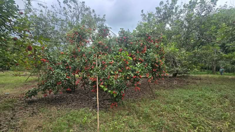 ที่ดินนายายอาม จันทบุรี, Chanthaburi, Wang Mai, Na Yai Am, Chanthaburi, , 23,022 sqm, Land For Sale, by The Best Property เอ, 500399223 - DDproperty.com