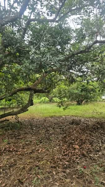 ที่ดินนายายอาม จันทบุรี, Chanthaburi, Wang Mai, Na Yai Am, Chanthaburi, , 23,022 sqm, Land For Sale, by The Best Property เอ, 500399223 - DDproperty.com