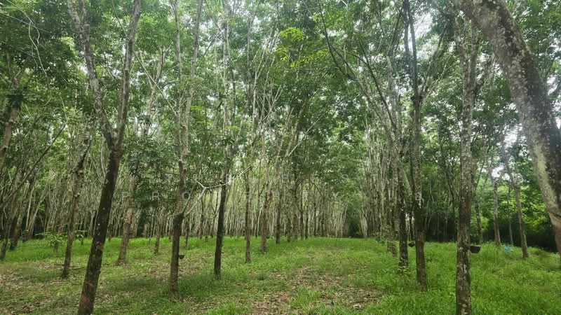 ที่ดินนายายอาม จันทบุรี, Chanthaburi, Wang Mai, Na Yai Am, Chanthaburi, , 23,022 sqm, Land For Sale, by The Best Property เอ, 500399223 - DDproperty.com