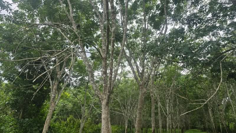 ที่ดินนายายอาม จันทบุรี, จันทบุรี, วังใหม่, นายายอาม, จันทบุรี, 23,022 ตร.ม., ที่ดิน ขาย, โดย The Best Property เอ, 500399223 - DDproperty.com