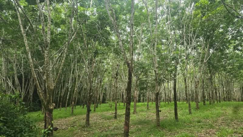 ที่ดินนายายอาม จันทบุรี, Chanthaburi, Wang Mai, Na Yai Am, Chanthaburi, , 23,022 sqm, Land For Sale, by The Best Property เอ, 500399223 - DDproperty.com