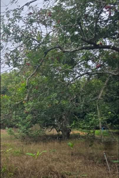 ที่ดินนายายอาม จันทบุรี, Chanthaburi, Wang Mai, Na Yai Am, Chanthaburi, , 23,022 sqm, Land For Sale, by The Best Property เอ, 500399223 - DDproperty.com