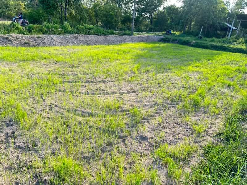 ที่ดินเขื่องใน อุบลราชธานี, Ubon Ratchathani, Yang Khi Nok, Khuang Nai, Ubon Ratchathani, , 12,500 sqm, Land For Sale, by The Best Property อ้อ, 500399229 - DDproperty.com