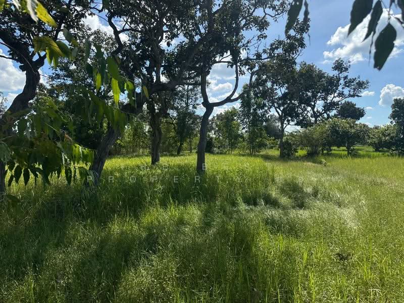 ที่ดินเขื่องใน อุบลราชธานี, Ubon Ratchathani, Yang Khi Nok, Khuang Nai, Ubon Ratchathani, , 12,500 sqm, Land For Sale, by The Best Property อ้อ, 500399229 - DDproperty.com