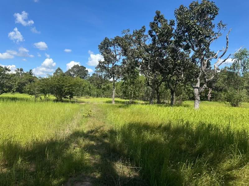 ที่ดินเขื่องใน อุบลราชธานี, Ubon Ratchathani, Yang Khi Nok, Khuang Nai, Ubon Ratchathani, , 12,500 sqm, Land For Sale, by The Best Property อ้อ, 500399229 - DDproperty.com