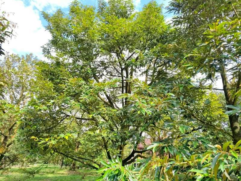 บ้านเดี่ยวพร้อมที่ดินมะขาม จันทบุรี, จันทบุรี, วังแซ้ม, มะขาม, จันทบุรี, 180 ตร.ม., บ้านเดี่ยว ขาย, โดย The Best Property โชติ, 500399844 - DDproperty.com