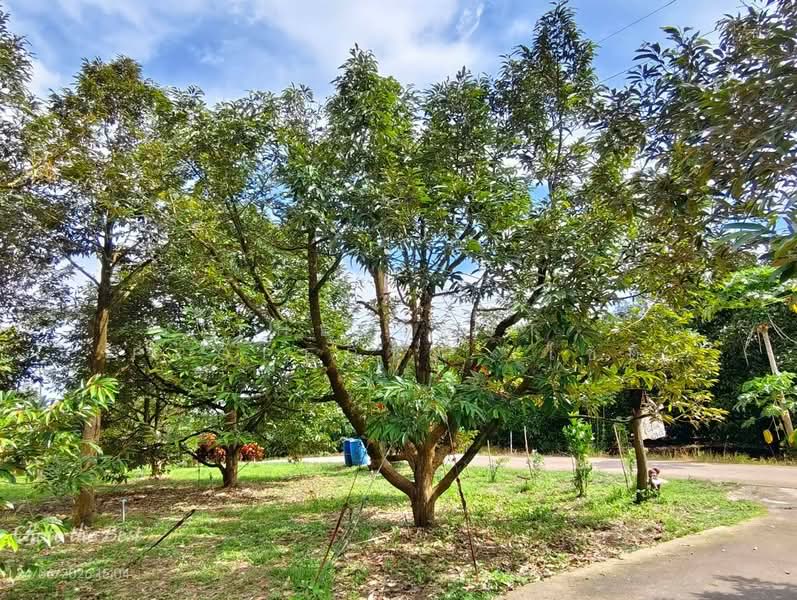 บ้านเดี่ยวพร้อมที่ดินมะขาม จันทบุรี, จันทบุรี, วังแซ้ม, มะขาม, จันทบุรี, 180 ตร.ม., บ้านเดี่ยว ขาย, โดย The Best Property โชติ, 500399844 - DDproperty.com