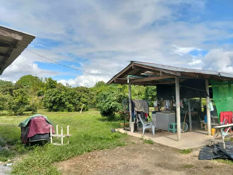 Land with frontage on the Mae Ping River Chaingmai 11 Rai, Lamphun, Nong Pla Sawai, Ban Hong, Lamphun, , 18,172 sqm, Land For Sale, by วชิราภรณ์ เพ็ชรไชย, 500400119 - DDproperty.com