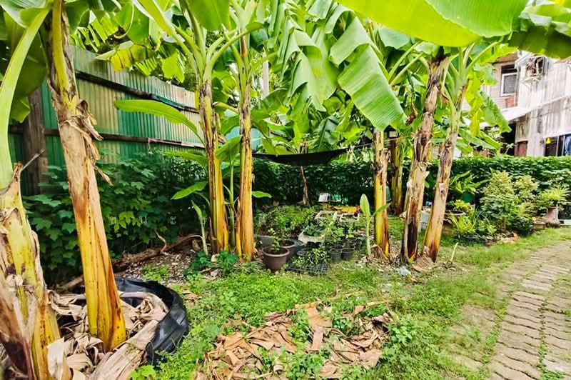 ซอยงามวงศ์วาน 31, Nonthaburi, Bang Khen, Muang Nonthaburi, Nonthaburi, , 208 sqm, Land For Sale, by ชนะชาติ นนท์ตา, 500400908 - DDproperty.com