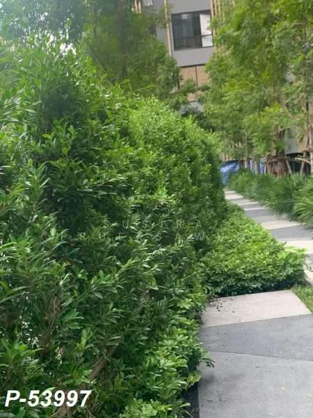 IKON Sukhumvit 77, Bangkok, 182 Sukhumvit Road 77, Suan Luang, Bangkok, 1 Bedroom, 31 sqm, Condo For Rent, by Susira Prueksawun, 500403241 - DDproperty.com
