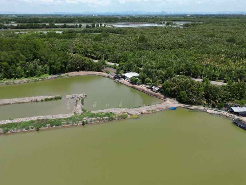 ที่ดิน, Samut Songkhram, แหลมใหญ่, Laem Yai, Muang Samut Songkhram, Samut Songkhram, , 9,909 sqm, Land For Sale, by TITISAK Jane, 500404746 - DDproperty.com