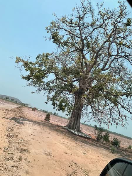 ที่ดิน กาญจนบุรี 42 ไร่, Kanchanaburi, Rang Wai, Phanom Thuan, Kanchanaburi, , 67,660 sqm, Land For Sale, by Nissita Jitreengam, 500405635 - DDproperty.com