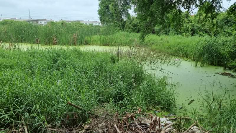Land in Bang Na, Bang Phli District, Samut Prakan Province, Samut Prakan, Rachathewa, Bang Plee, Samut Prakan, , 2,588 sqm, Land For Sale, by พัชรินทร์ พิศาลไพโรจน์, 500405650 - DDproperty.com