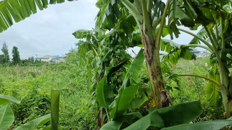 Land in Bang Na, Bang Phli District, Samut Prakan Province, Samut Prakan, Rachathewa, Bang Plee, Samut Prakan, , 2,588 sqm, Land For Sale, by พัชรินทร์ พิศาลไพโรจน์, 500405650 - DDproperty.com