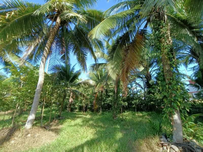 ที่ดินท่าศาลา นครศรีธรรมราช, Nakhon Si Thammarat, Tha Khun, Tha Sala, Nakhon Si Thammarat, , 2,450 sqm, Land For Sale, by The Best Property แจ๊ส, 500405797 - DDproperty.com