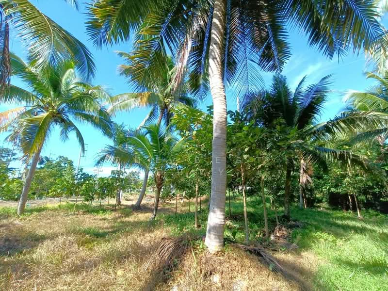 ที่ดินท่าศาลา นครศรีธรรมราช, Nakhon Si Thammarat, Tha Khun, Tha Sala, Nakhon Si Thammarat, , 2,450 sqm, Land For Sale, by The Best Property แจ๊ส, 500405797 - DDproperty.com