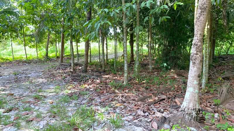 ที่ดินท่าศาลา นครศรีธรรมราช, นครศรีธรรมราช, ท่าขึ้น, ท่าศาลา, นครศรีธรรมราช, 2,450 ตร.ม., ที่ดิน ขาย, โดย The Best Property แจ๊ส, 500405797 - DDproperty.com