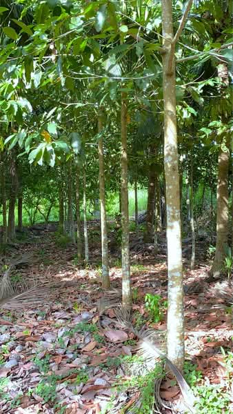 ที่ดินท่าศาลา นครศรีธรรมราช, Nakhon Si Thammarat, Tha Khun, Tha Sala, Nakhon Si Thammarat, , 2,450 sqm, Land For Sale, by The Best Property แจ๊ส, 500405797 - DDproperty.com