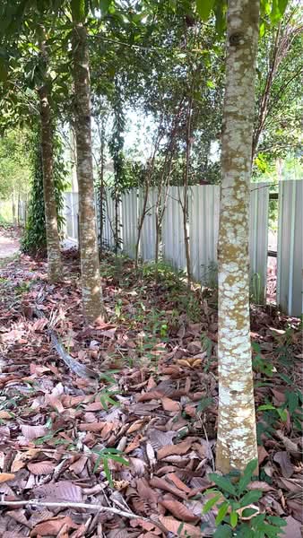 ที่ดินท่าศาลา นครศรีธรรมราช, Nakhon Si Thammarat, Tha Khun, Tha Sala, Nakhon Si Thammarat, , 2,450 sqm, Land For Sale, by The Best Property แจ๊ส, 500405797 - DDproperty.com
