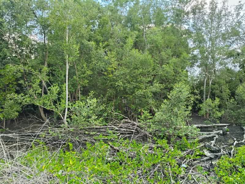 ที่ดินแหลมงอบ ตราด, Trat, Laem Ngop, Trat, , 71,948 sqm, Land For Sale, by The Best Property ยุ, 500406199 - DDproperty.com