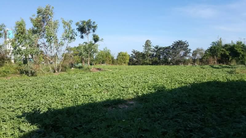 ที่ดินเมืองมุกดาหาร มุกดาหาร, Mukdahan, Mukdahan, Muang Muddahan, Mukdahan, , 8,284 sqm, Land For Sale, by The Best Property เก๋, 500406507 - DDproperty.com