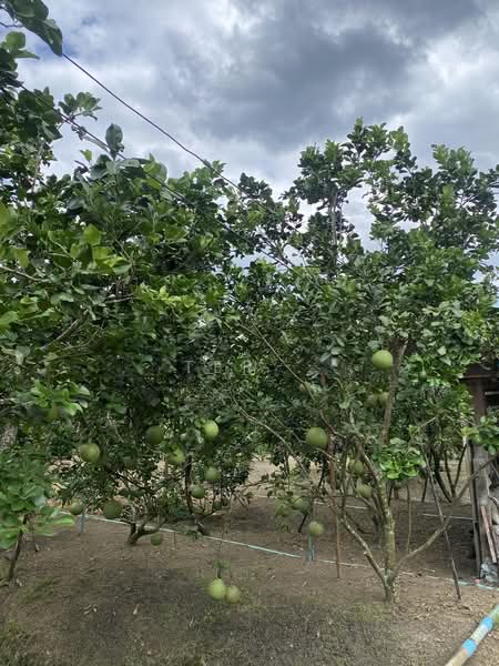 ที่ดินสวน 1-3-80 ไร่ บางสะแก บางคนที สมุทรสงคราม, Samut Songkhram, Bang Sakae, Bang Khon Ti, Samut Songkhram, , 3,122 sqm, Land For Sale, by Ter ., 500406801 - DDproperty.com