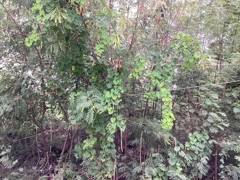 คลองสาม, Pathum Thani, คลองสาม14/9, Khlong Sam, Khlong Luang, Pathum Thani, , 1,600 sqm, Land For Sale, by จิระเมศร์ วราสิทธิ์สิริ, 500407317 - DDproperty.com