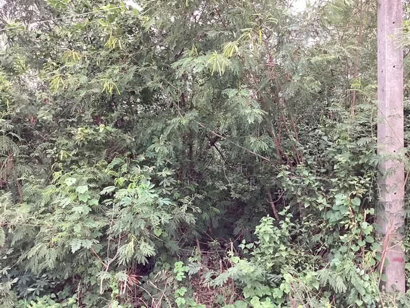 คลองสาม, ปทุมธานี, คลองสาม14/9, คลองสาม, คลองหลวง, ปทุมธานี, 1,600 ตร.ม., ที่ดิน ขาย, โดย จิระเมศร์ วราสิทธิ์สิริ, 500407317 - DDproperty.com