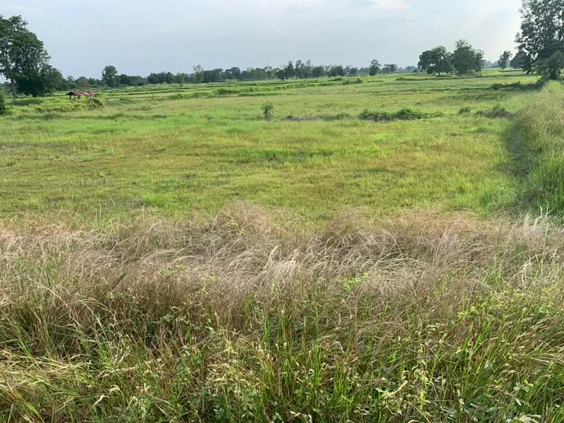 Land in Chaiyaphum 6-2-23 rai, Prime location in Nong Bua Yai, Chaturat, Chaiyaphum, 201, Nong Bua Yai, Chatturat, Chaiyaphum, , 10,492 sqm, Land For Sale, by Sirithong Saetang, 500407353 - DDproperty.com