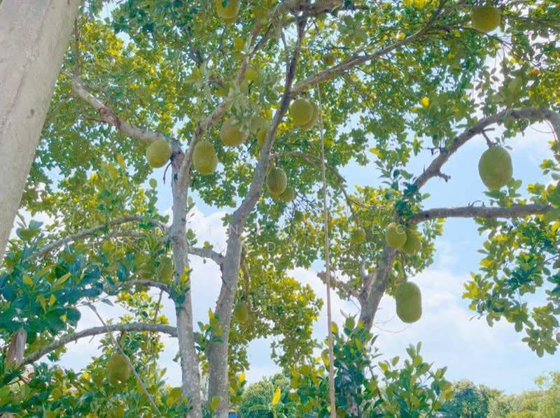ศรีราชา, Chon Buri (Pattaya), Surasak, Si Racha, Chon Buri (Pattaya), , 1,800 sqm, Land For Sale, by Infinity EEC (Thailand) Co., Ltd., 500407492 - DDproperty.com