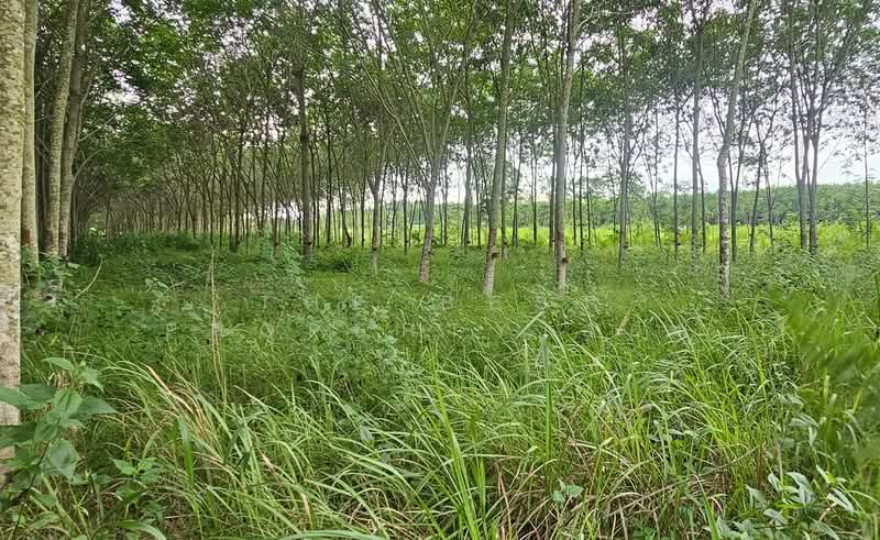 ที่ดินบ้านค่าย ระยอง, Rayong, Nong Taphan, Ban Khai, Rayong, , 10,333 sqm, Land For Sale, by The Best Property อ้อม, 500408123 - DDproperty.com