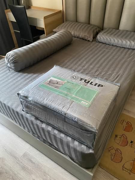 Knightsbridge Prime Onnut, Bangkok, Soi On Nut 1/1 Sukhumvit Road77, Phra Kanong Nua, Watthana, Bangkok, 1 Bedroom, 23 sqm, Condo For Rent, by Trinnaya Dungsirisangthong, 500408879 - DDproperty.com