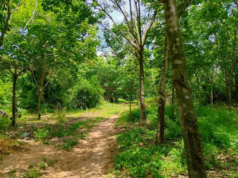ที่ดินจอมพระ สุรินทร์, Surin, Muang Ling, Chom Phra, Surin, , 12,572 sqm, Land For Sale, by The Best Property ต้อม, 500409583 - DDproperty.com