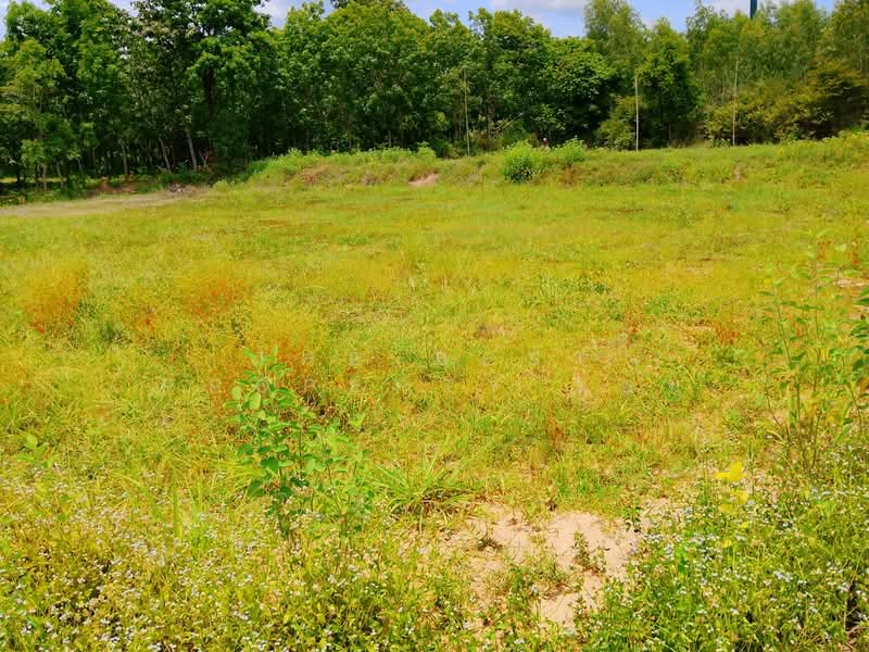 ที่ดินจอมพระ สุรินทร์, Surin, Muang Ling, Chom Phra, Surin, , 12,572 sqm, Land For Sale, by The Best Property ต้อม, 500409583 - DDproperty.com