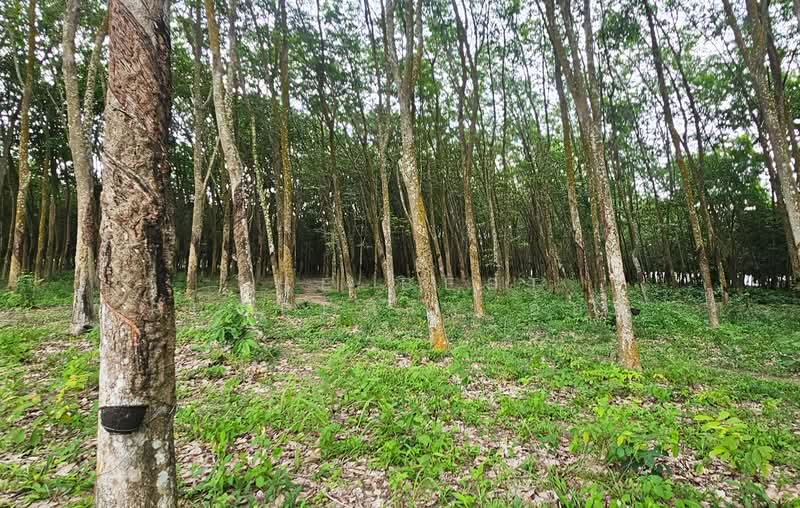 ที่ดินบ้านค่าย ระยอง, ระยอง, หนองตะพาน, บ้านค่าย, ระยอง, 11,284 ตร.ม., ที่ดิน ขาย, โดย The Best Property อ้อม, 500409695 - DDproperty.com