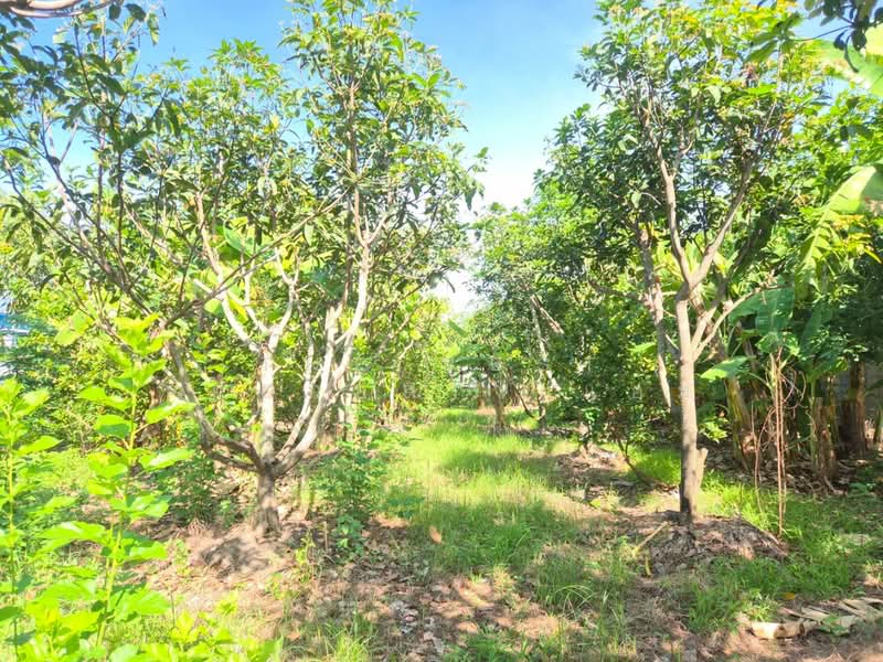 ที่ดินสามพราน นครปฐม, Nakhon Pathom, Bang Krathuk, Sam Phran, Nakhon Pathom, , 1,200 sqm, Land For Sale, by The Best Property แอม, 500409767 - DDproperty.com