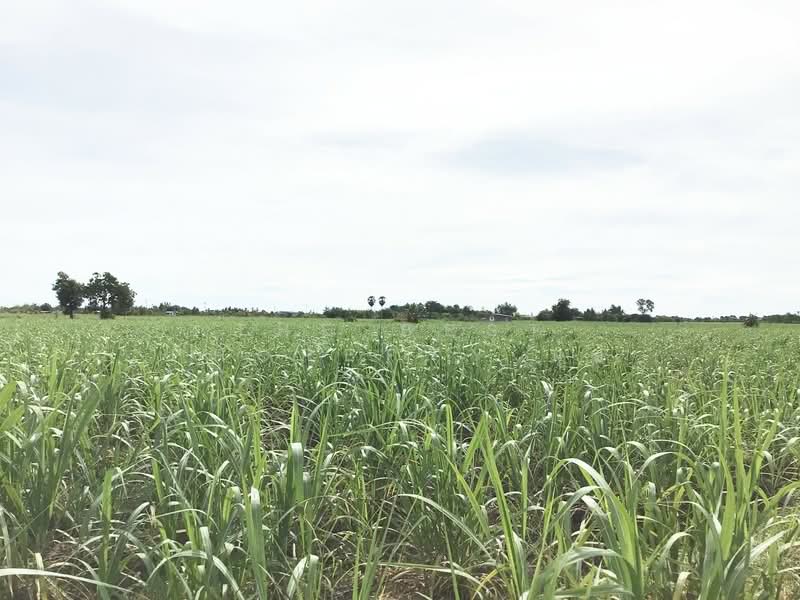 ที่ดินอู่ทอง สุพรรณบุรี, Suphan Buri, Phapphachai, U Thong, Suphan Buri, , 13,885 sqm, Land For Sale, by The Best Property นุ้ย, 500410213 - DDproperty.com
