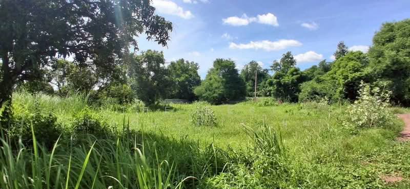ที่ดินปากท่อ ราชบุรี, Ratchaburi, Thung Luang, Pak Tho, Ratchaburi, , 1,874 sqm, Land For Sale, by The Best Property นุ๊บ, 500410321 - DDproperty.com