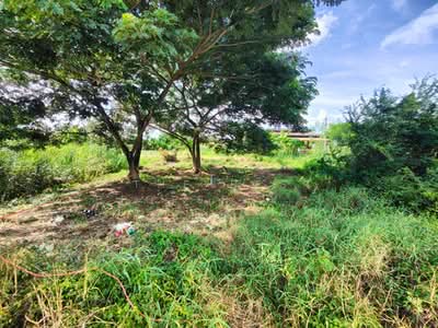 ขาย - ที่ดินสามพราน นครปฐม, นครปฐม