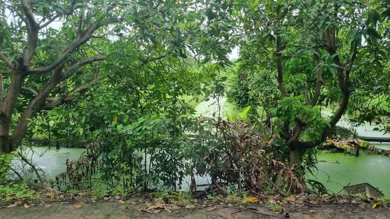 ขายที่ดินไทรน้อย หนองเพรางาย นนทบุรี 1 ไร่ 1 งาน, Nonthaburi, ทางหลวงชนบทหมายเลข นบ.1002 W85G+48P ตำบล หนองเพรางาย อำเภอไทรน้อย นนทบุรี, Nong Prao Ngai, Sai Noi, Nonthaburi, , 2,000 sqm, Land For Sale, by สุวพันธุ์ ศรีสังข์สุข, 500411533 - DDproperty.com